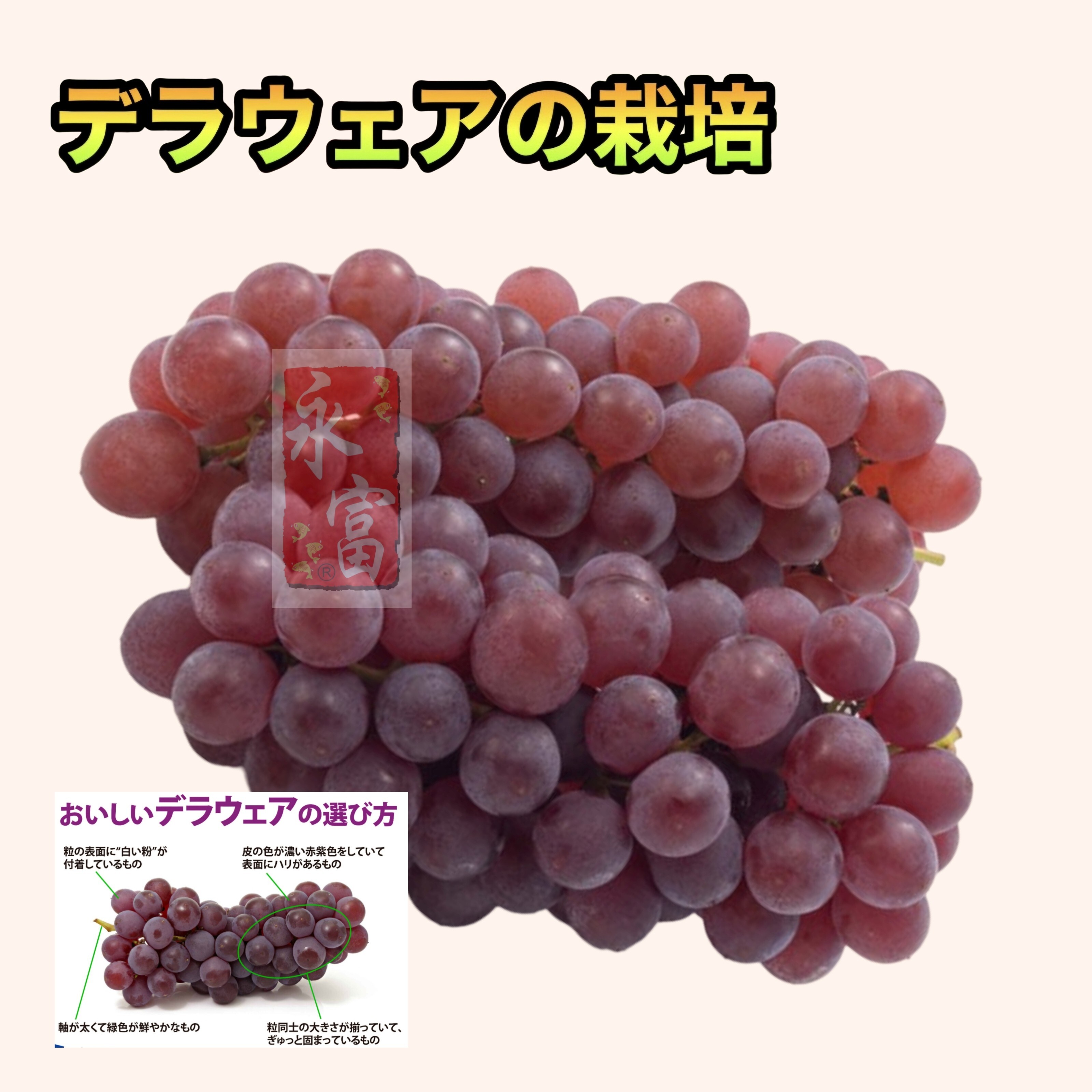 日本珍珠提子(220-250G)(3串)-1包