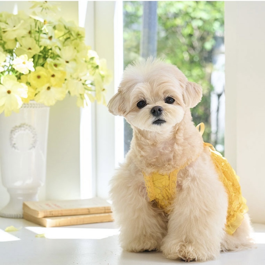 Blooming閃耀浪漫蕾絲洋裝 yellow黃- It’s sunny outside