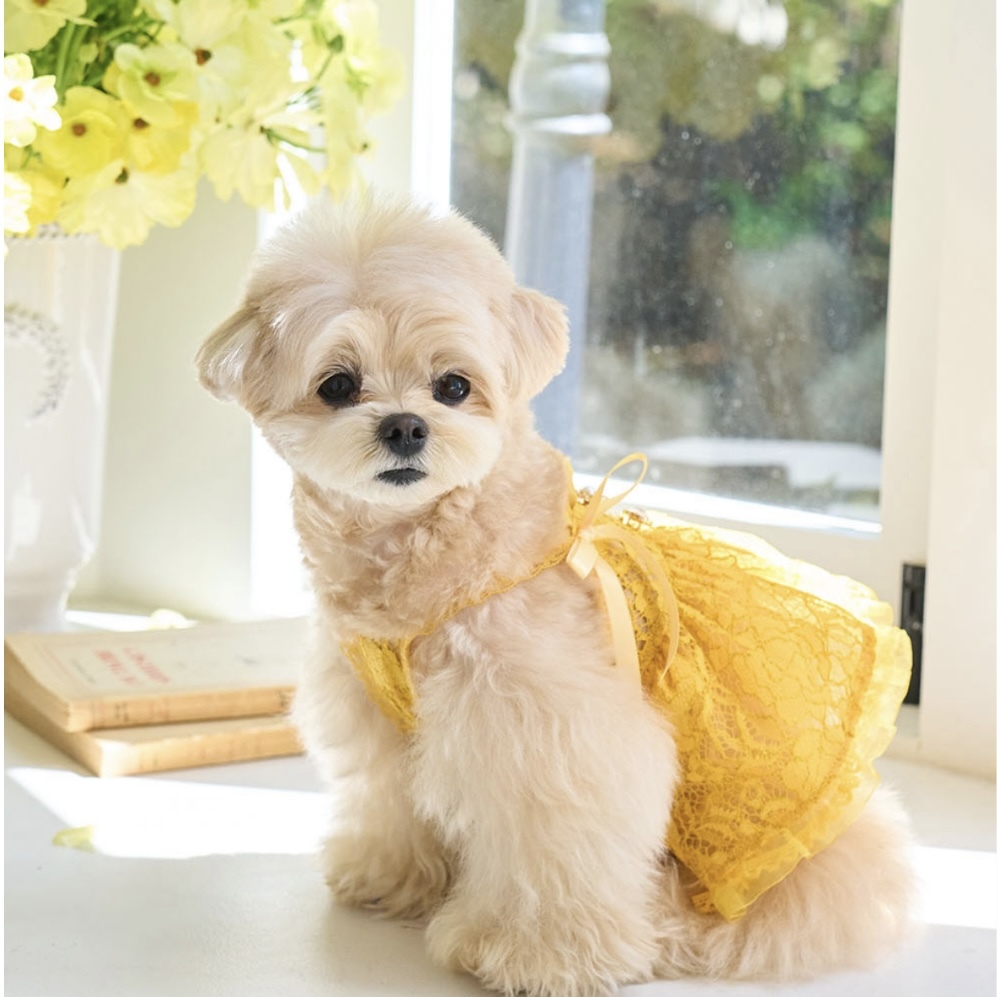 Blooming閃耀浪漫蕾絲洋裝 yellow黃- It’s sunny outside