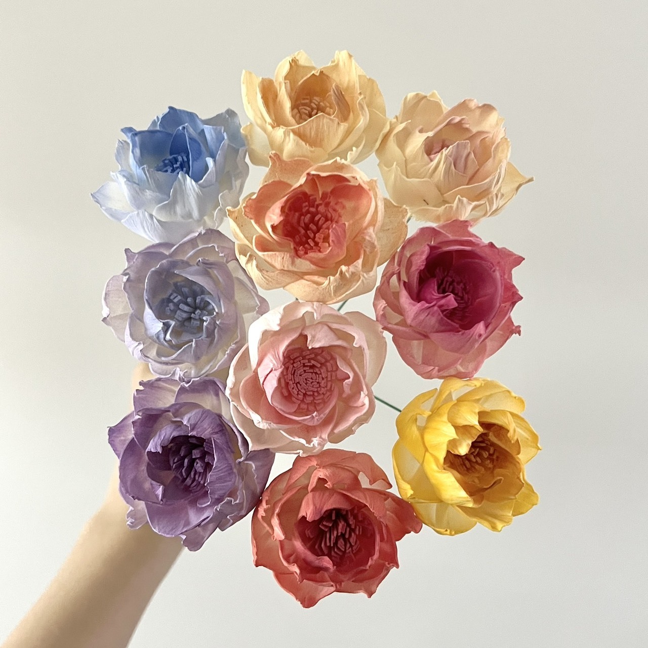 泰國索拉 尖葉牡丹(白心) 5CM <十支一把> (高品質)