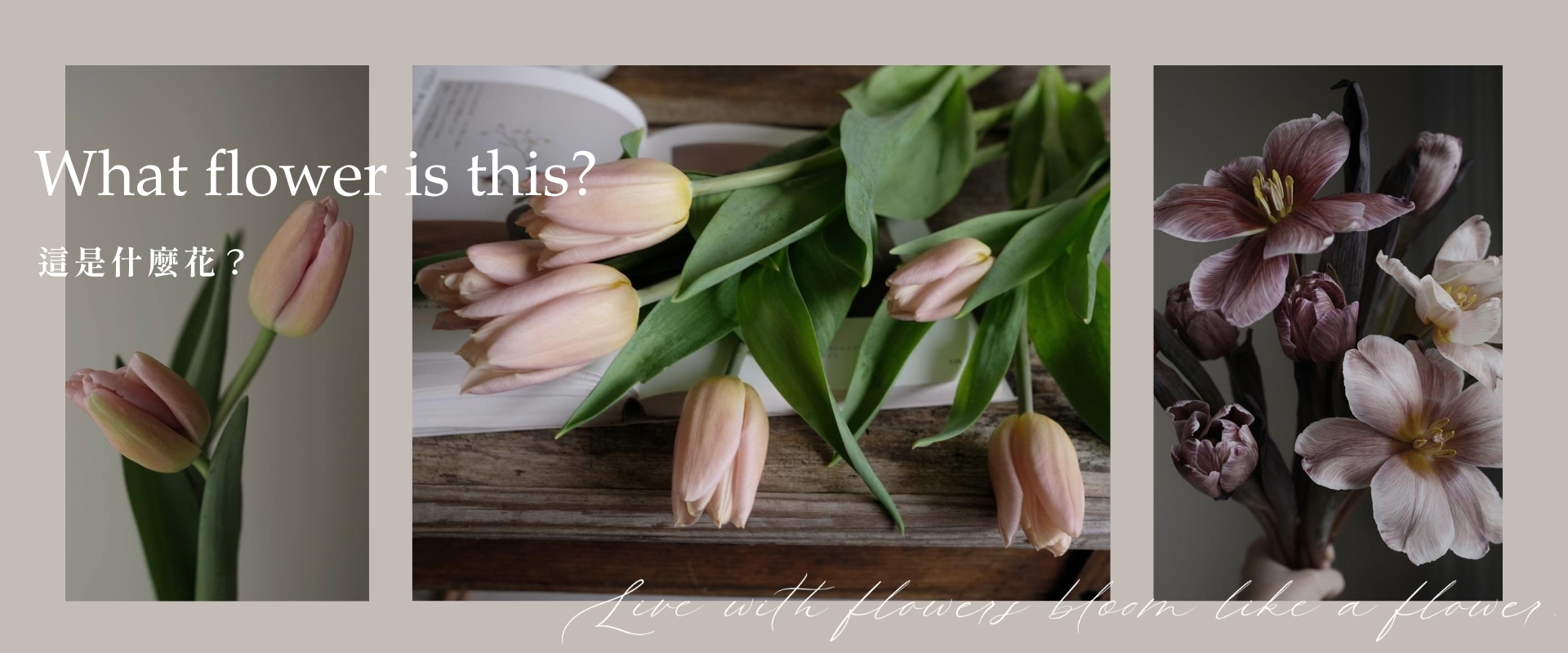這是什麼花？｜鬱金香