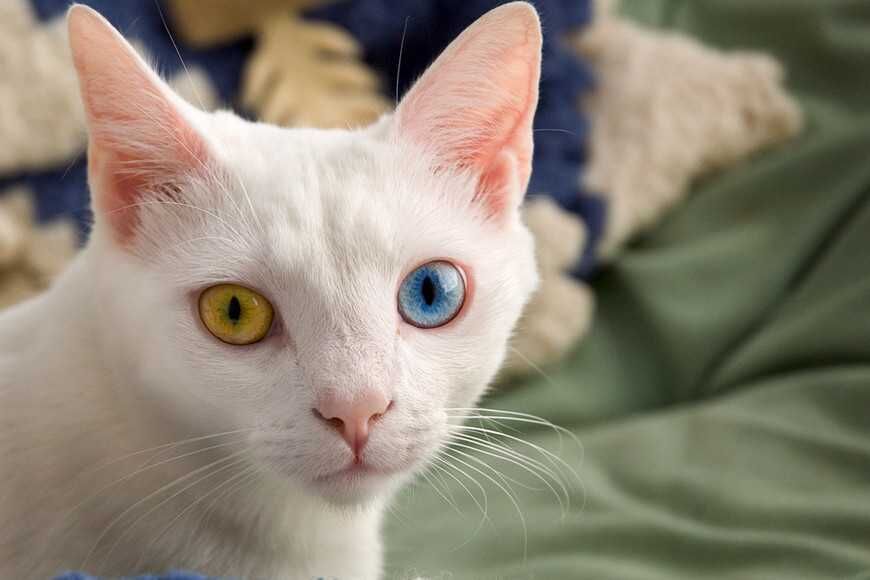 為什麼會有雙眼不同色？