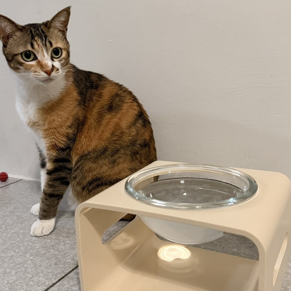 第三代月光碗架組．S系列┃奶油黃