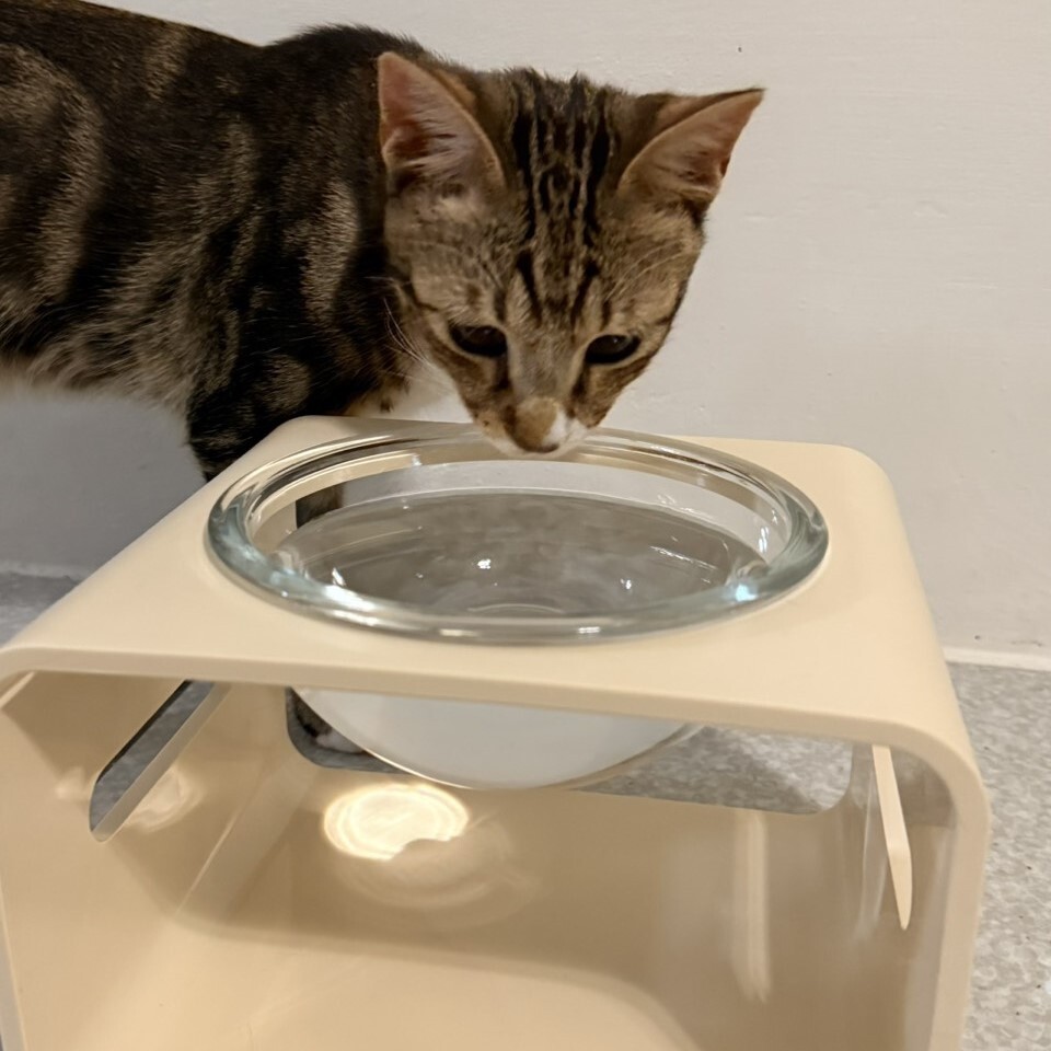 第三代月光碗架組．S系列┃奶油黃