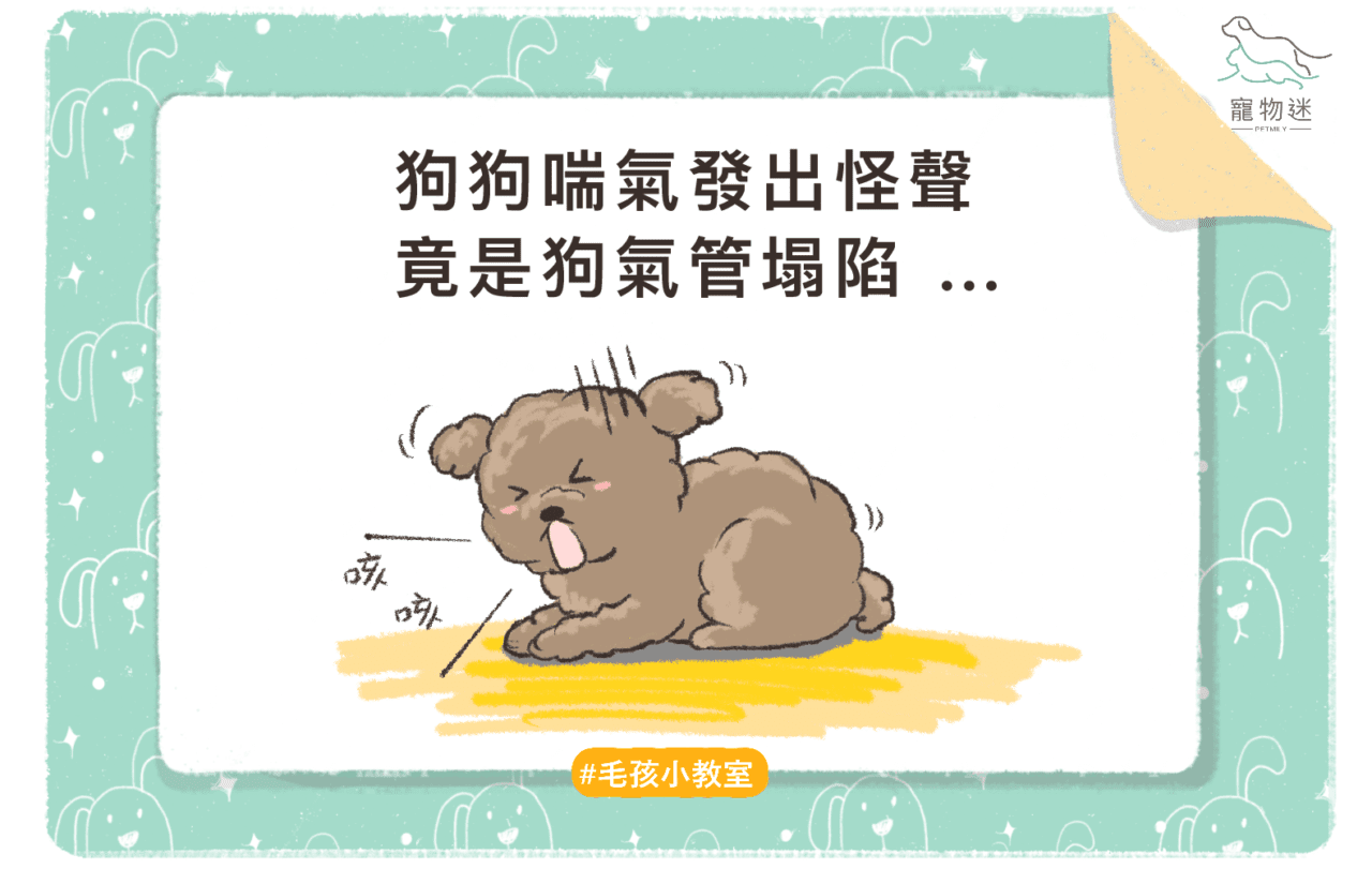 狗氣管塌陷6大常見誘因與3種症狀，飼主該如何照顧？