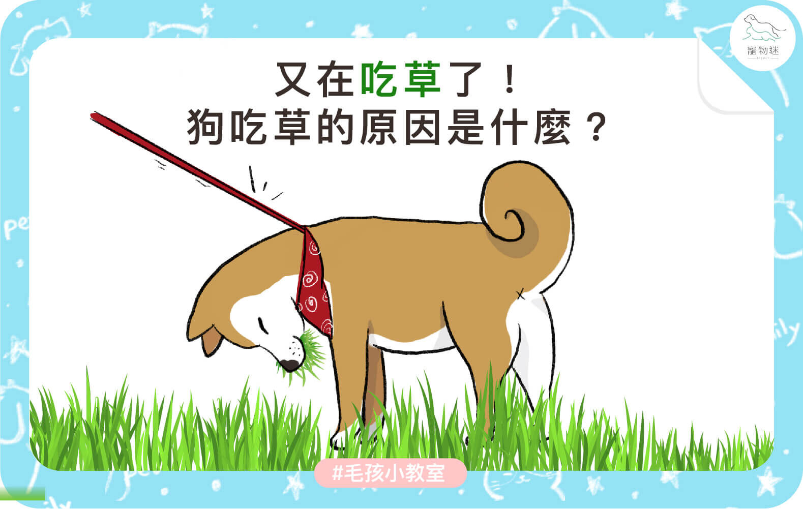 狗吃草的4大可能原因＋改善方法，飼主該不該阻止？