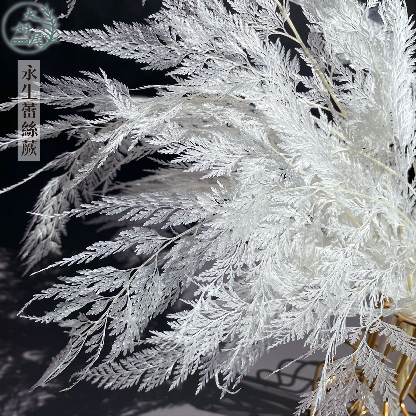 永生蕾絲蕨【小束裝】