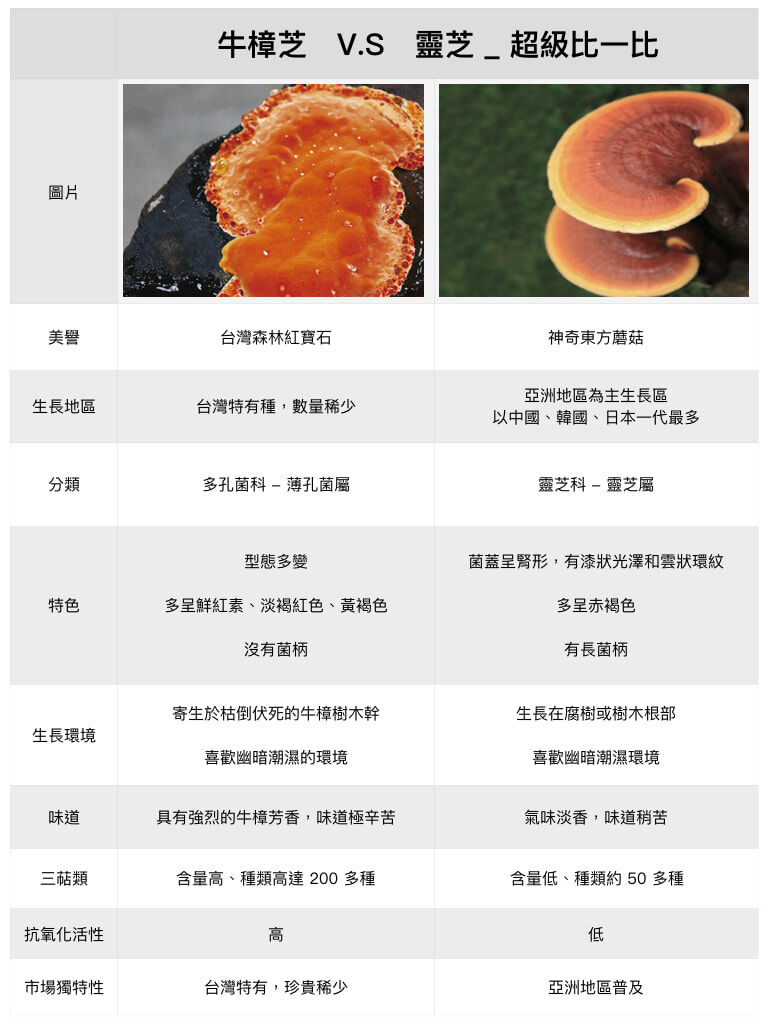 靈芝與牛樟芝的差異