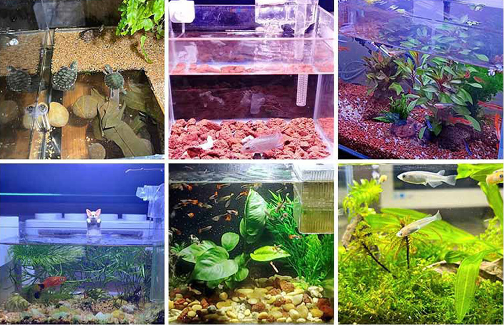 多款式讓魚缸更生動：迷你魚缸、龜缸、小型魚缸、大型魚缸