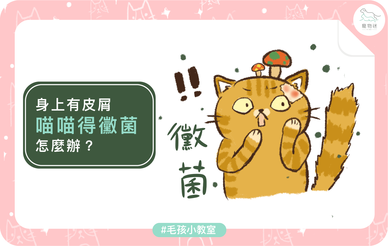 貓咪黴菌感染怎麼辦？3大照護重點＋5招預防方法一次看懂！