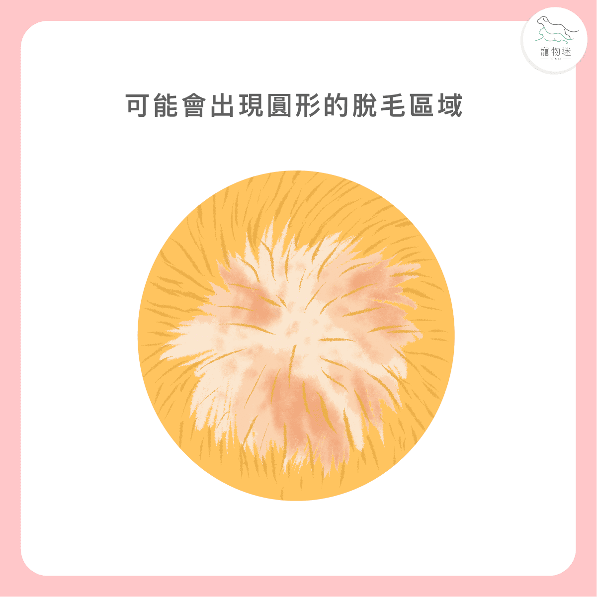 出現圓形或不規則的脫毛區塊