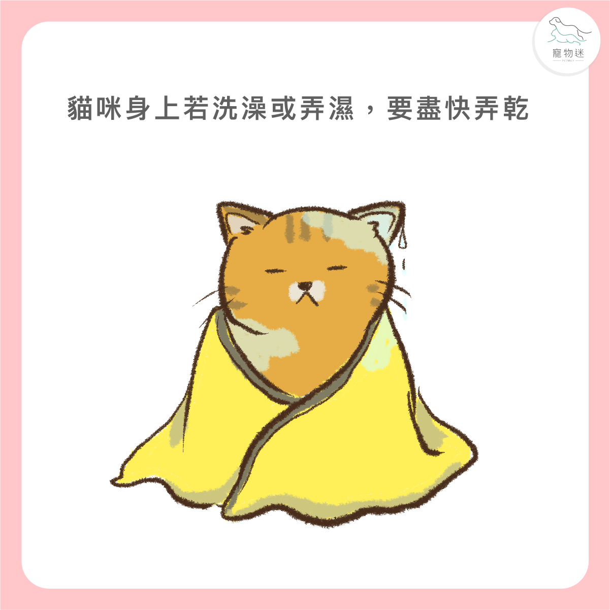 貓咪若碰水或洗澡，請務必吹乾至毛根