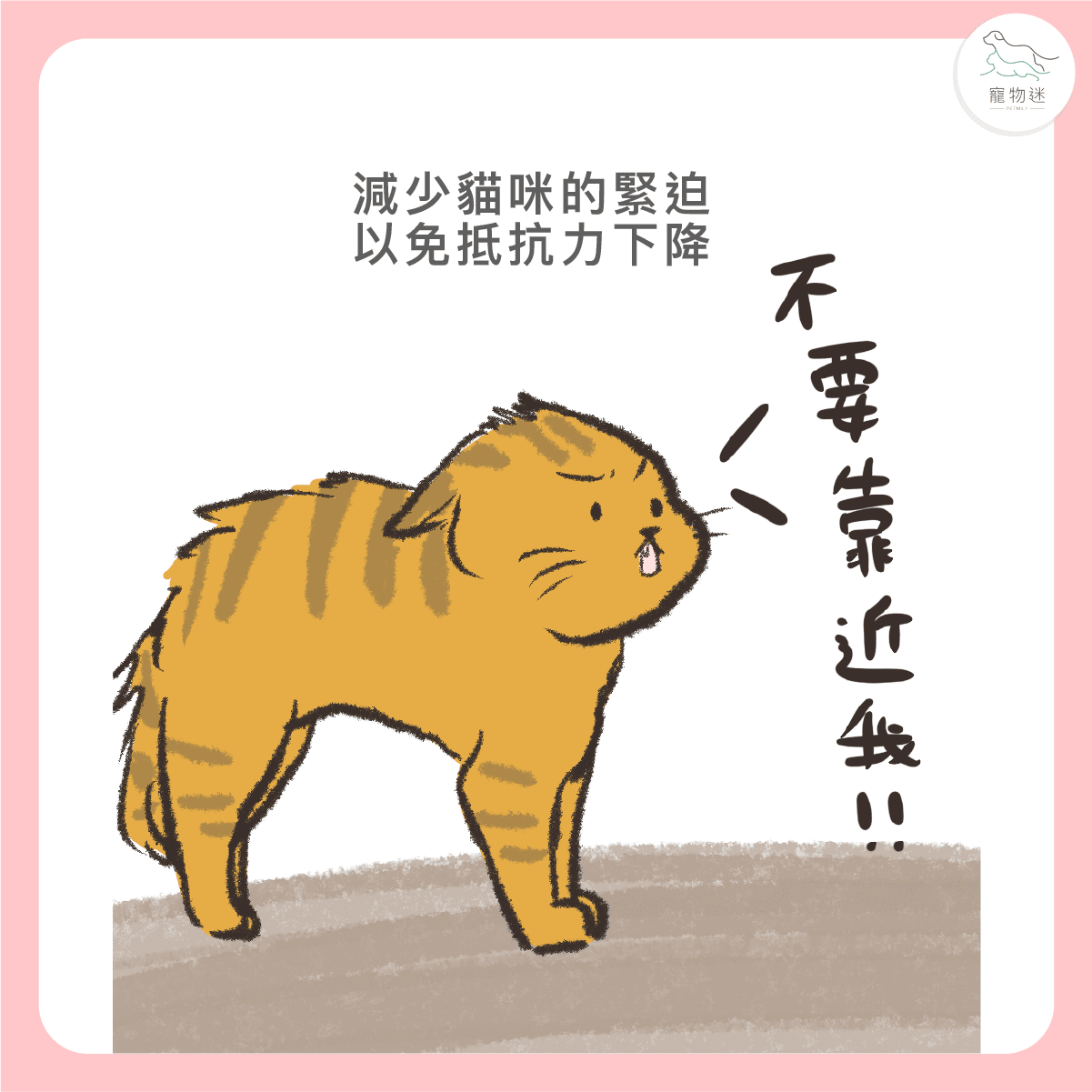 避免貓咪長期處於緊迫環境，情緒穩定對健康也很關鍵