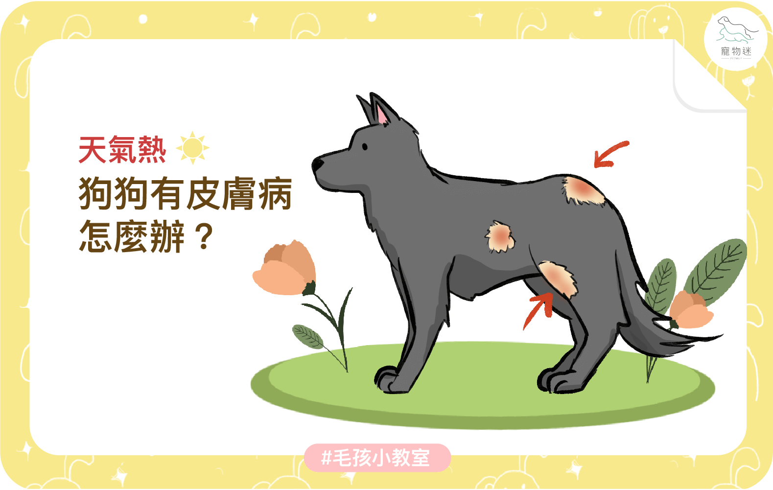 狗狗夏天皮膚癢怎麼辦？3大常見原因＋日常護理建議一次看！