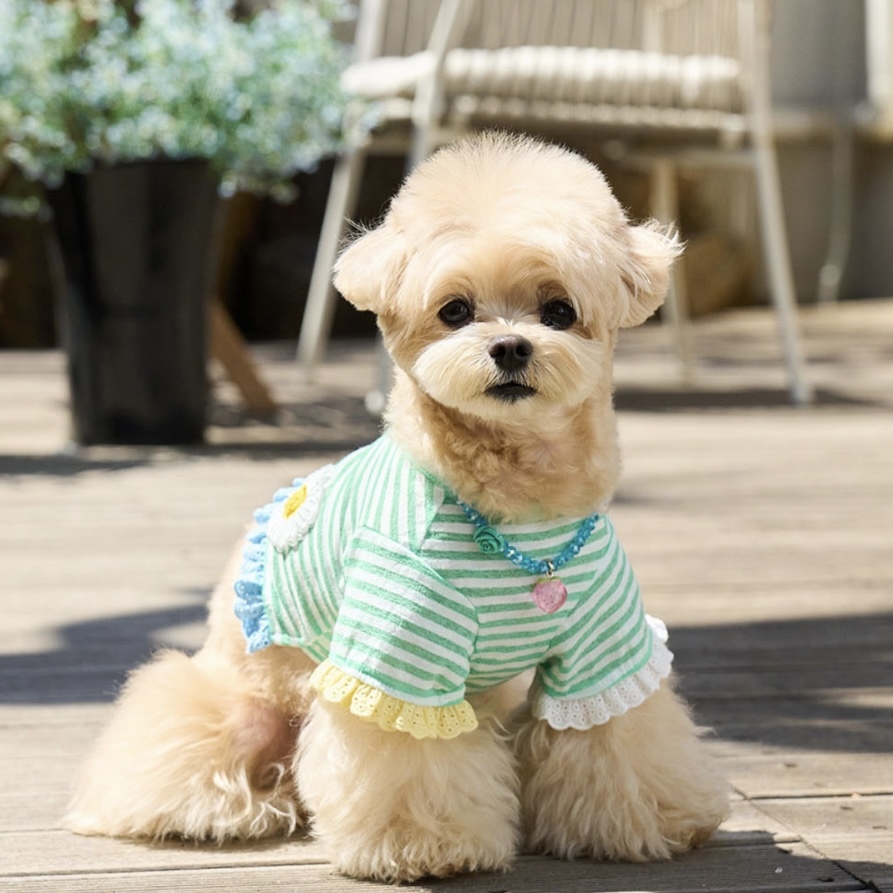 Daisy 雛菊條紋蕾絲 T-shirt｜Mint 薄荷- It’s sunny outside