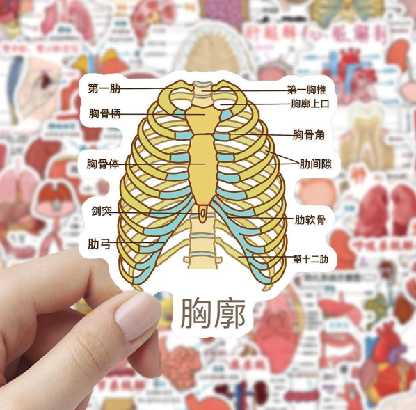 科学人体贴纸 60张