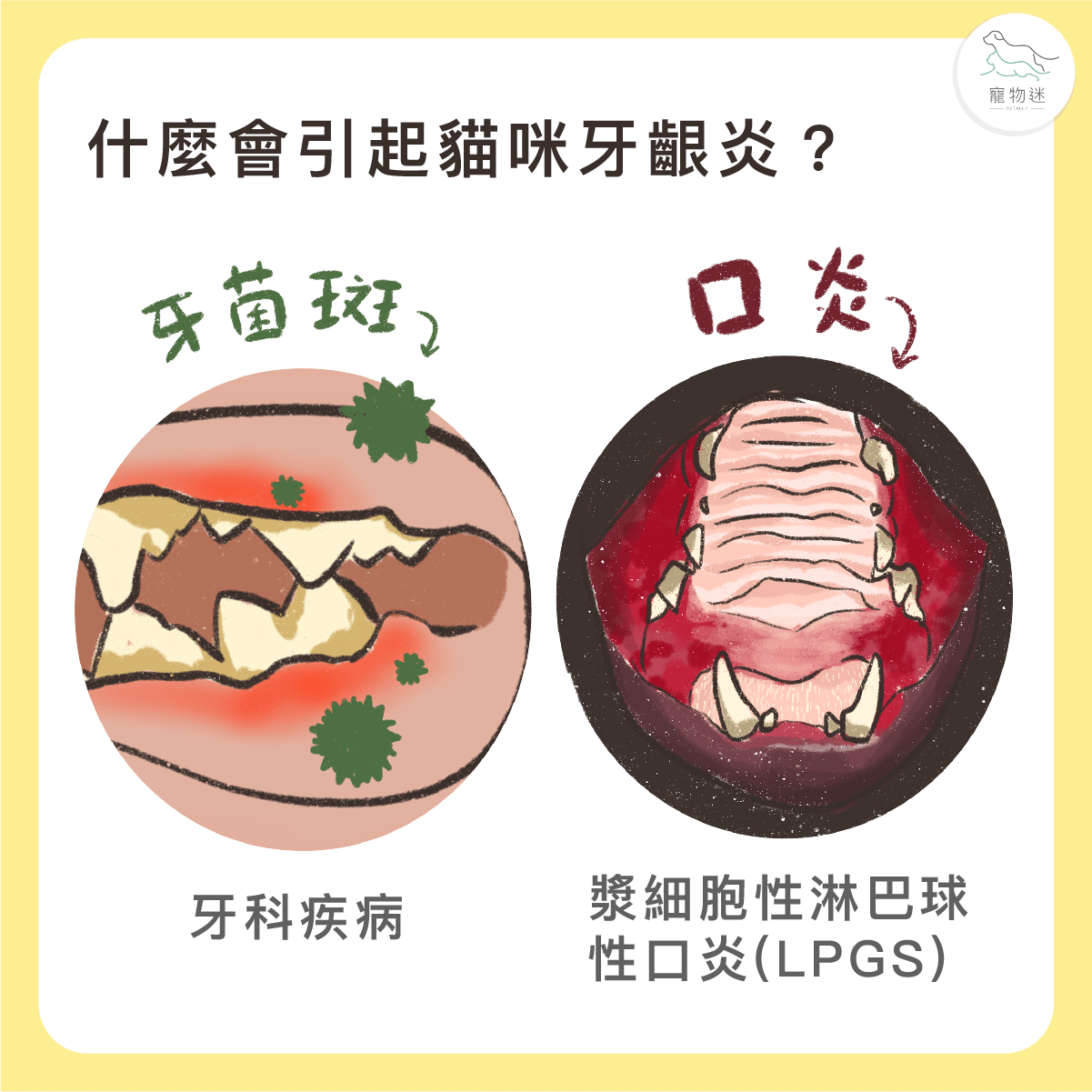 貓咪牙齦炎的常見原因