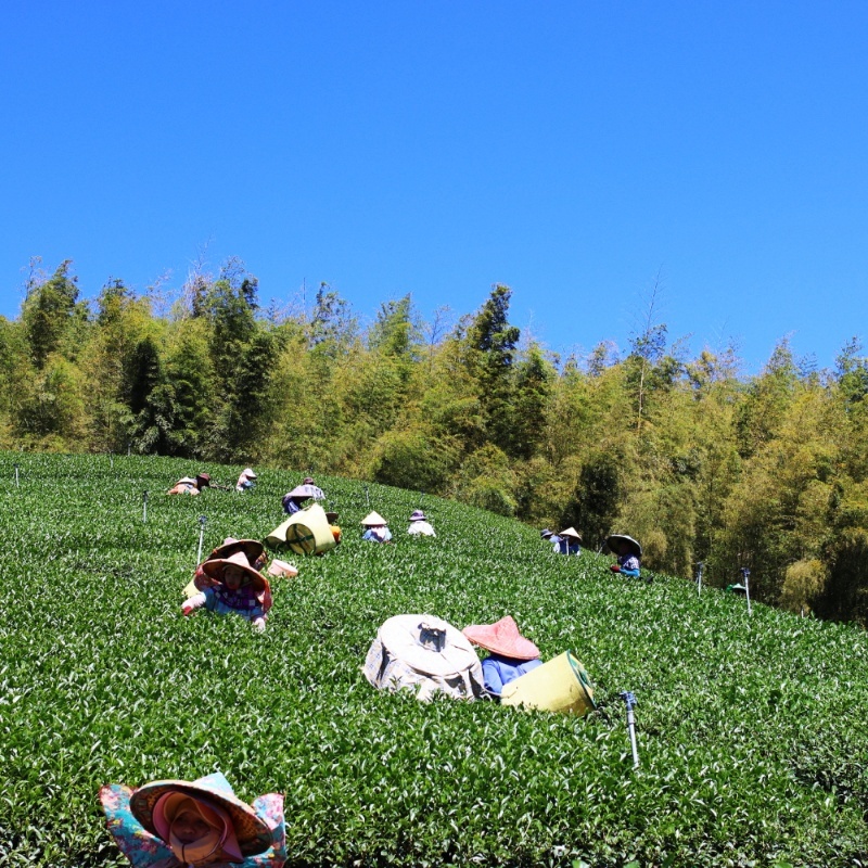 杉林溪春茶以其獨特的高山氣息、層次豐富的香氣與濃郁回甘的口感，與其他季節或產區的茶類形成明顯區隔，是台灣高山茶中的經典代表。