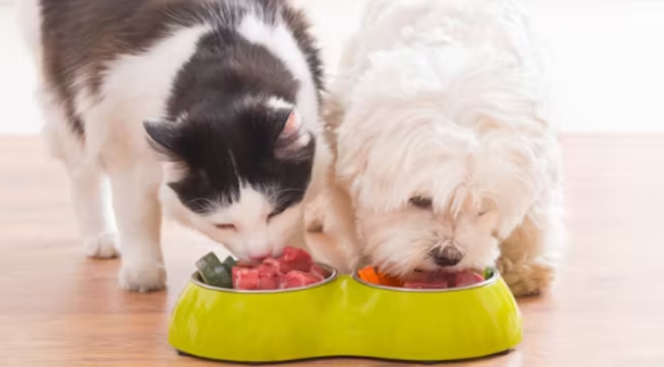 飼料配方與成分影響認知與學習