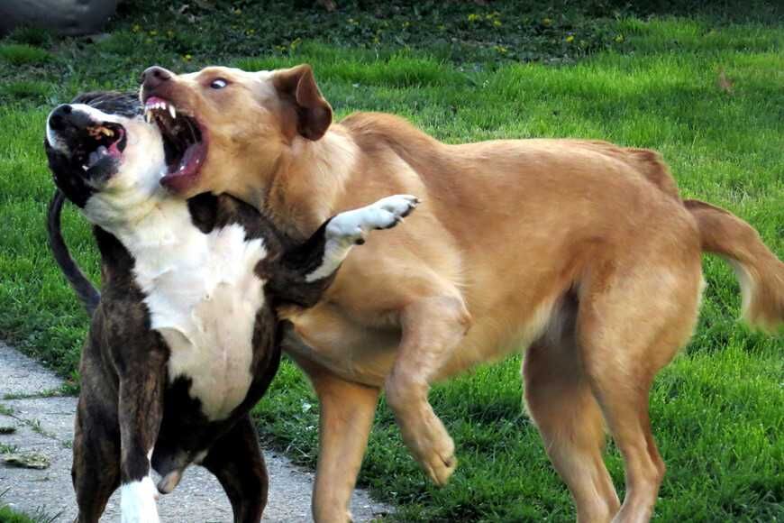 狗狗打架？4招矯正霸凌行為，讓毛孩變身狗公園人氣王！