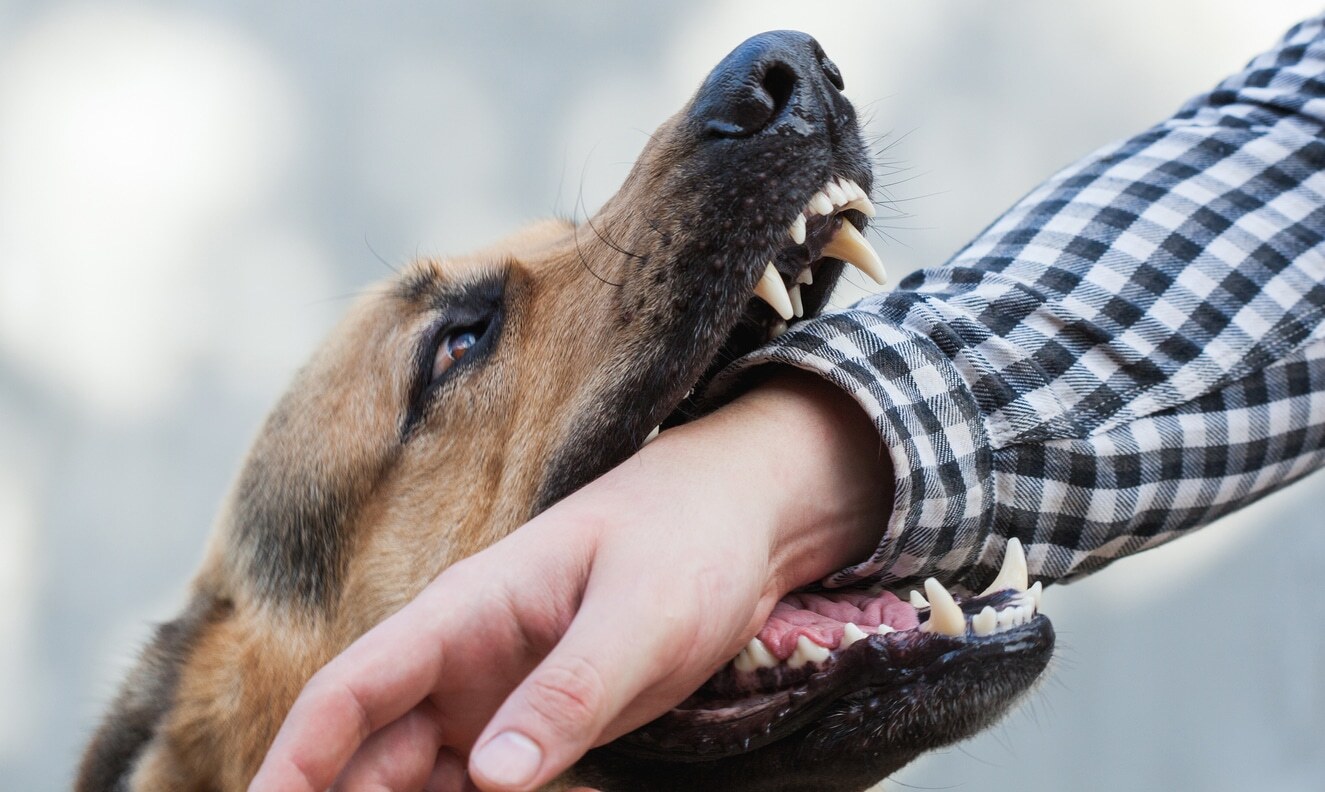 狗狗咬飼主怎麼辦？解析8種常見攻擊行為成因＋改善建議！