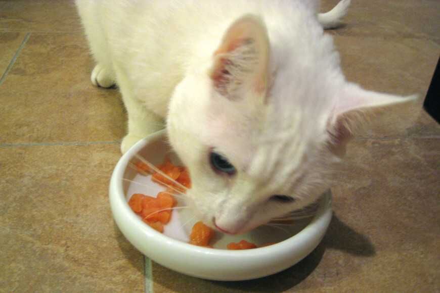 食碗與水碗