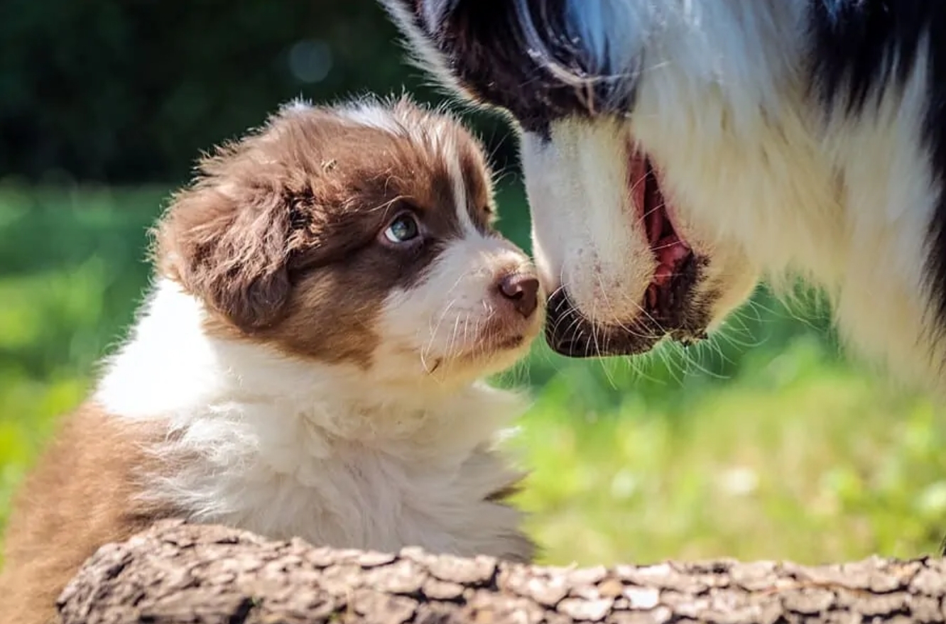 幼犬 vs 成犬：哪個適合你？