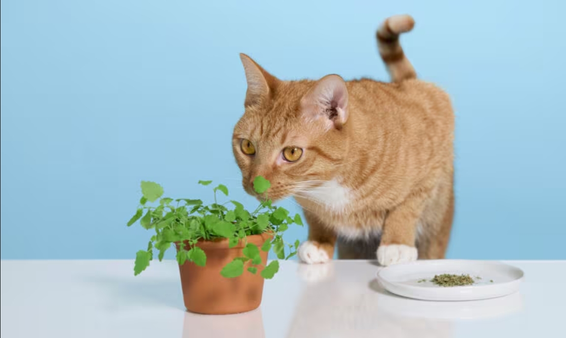 沒時間種貓草怎麼辦？