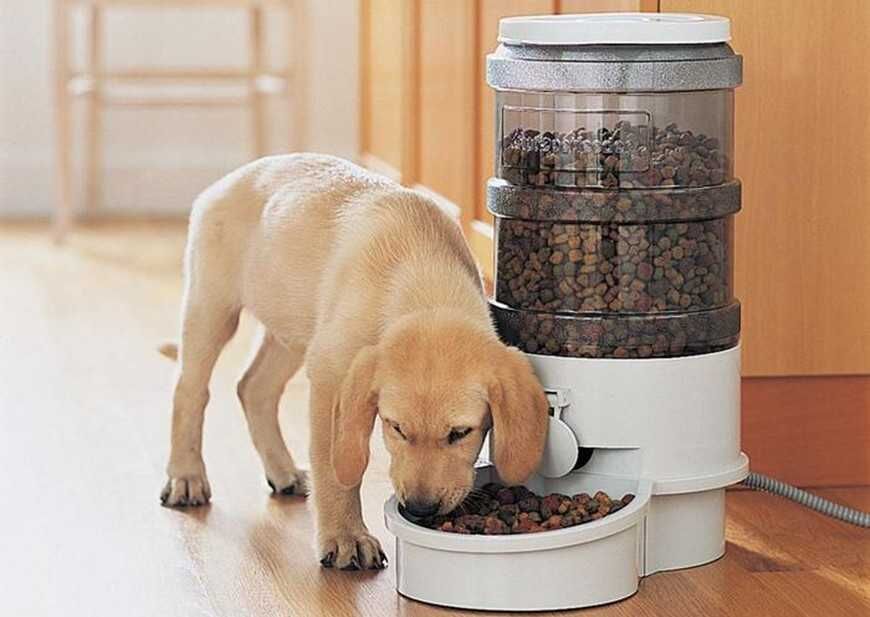 自動餵食狗碗