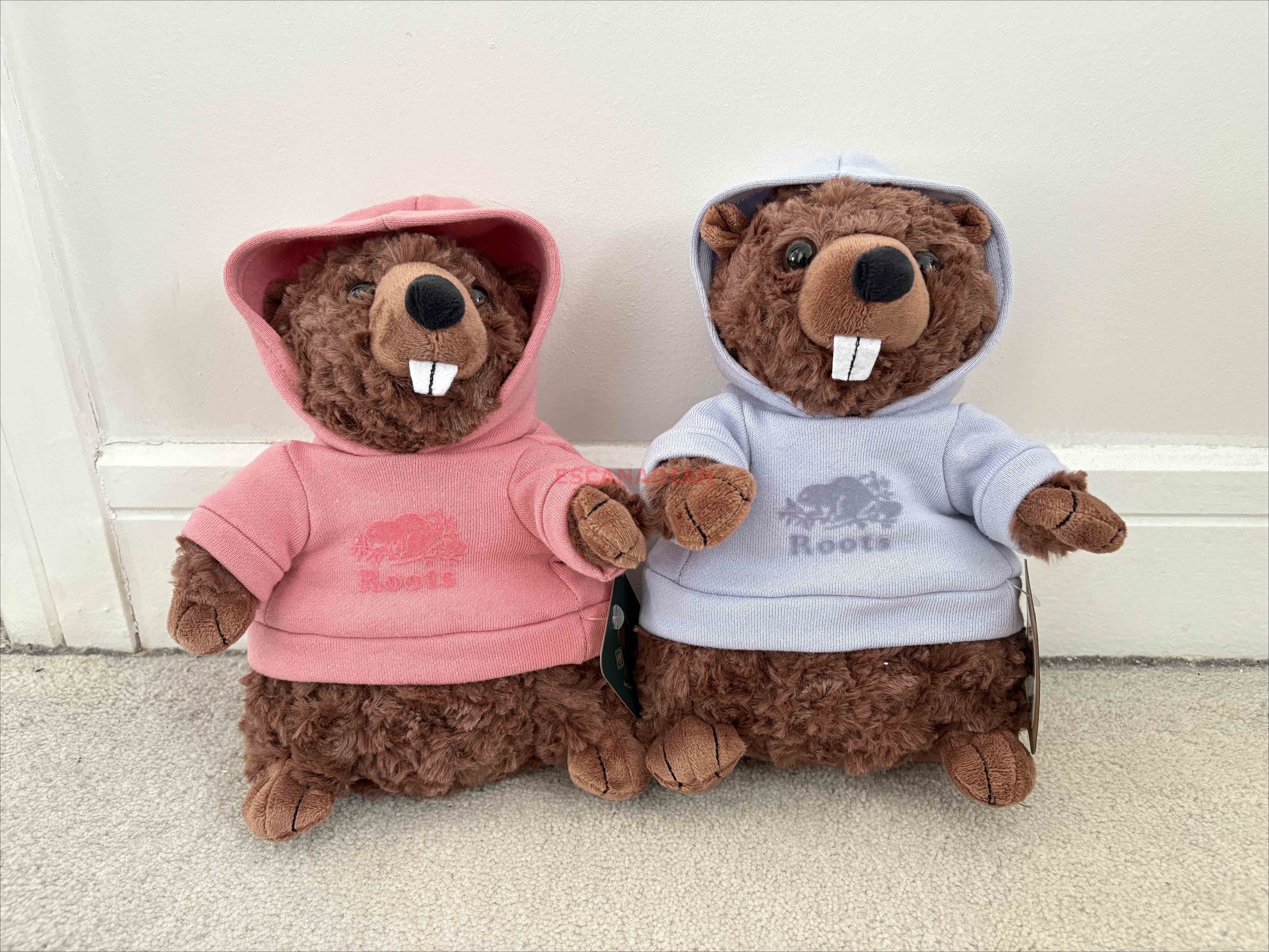 ROOTS 春裝配色 海狸寶寶 (2色)