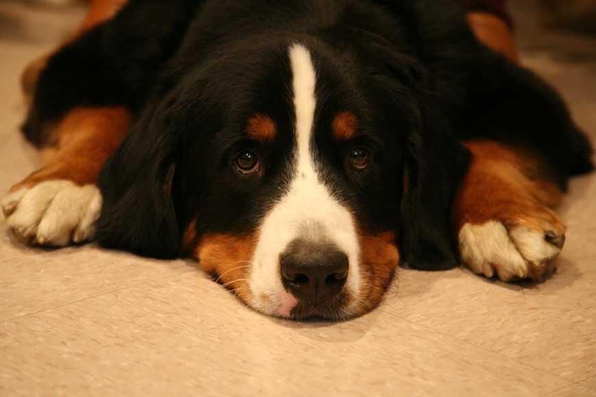 大型犬幾歲算老？狗狗進入老年期的年齡1次看懂！