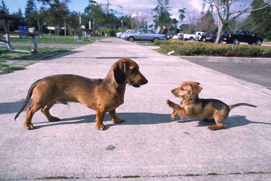 保護老犬的空間與情緒