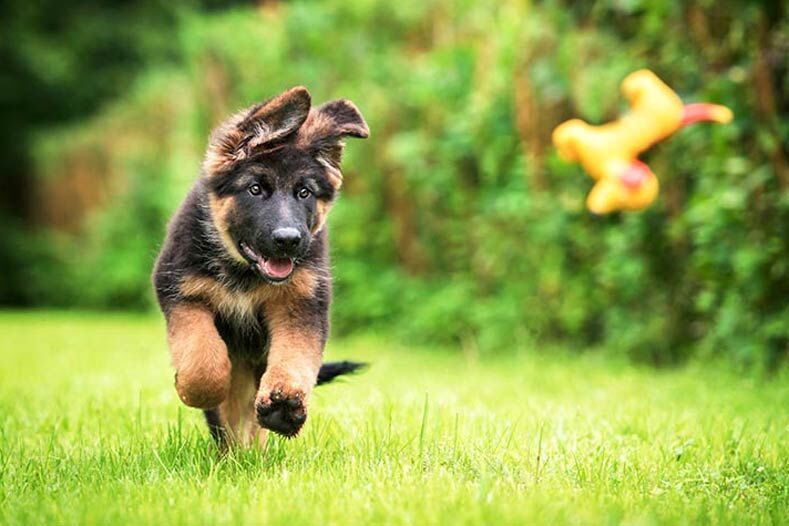 提供幼犬充足運動量