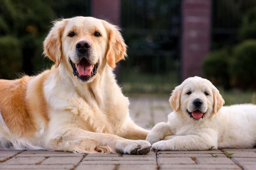 【幼犬 vs 成犬】5大關鍵差異一次看懂，幫你選出最適合的狗狗！