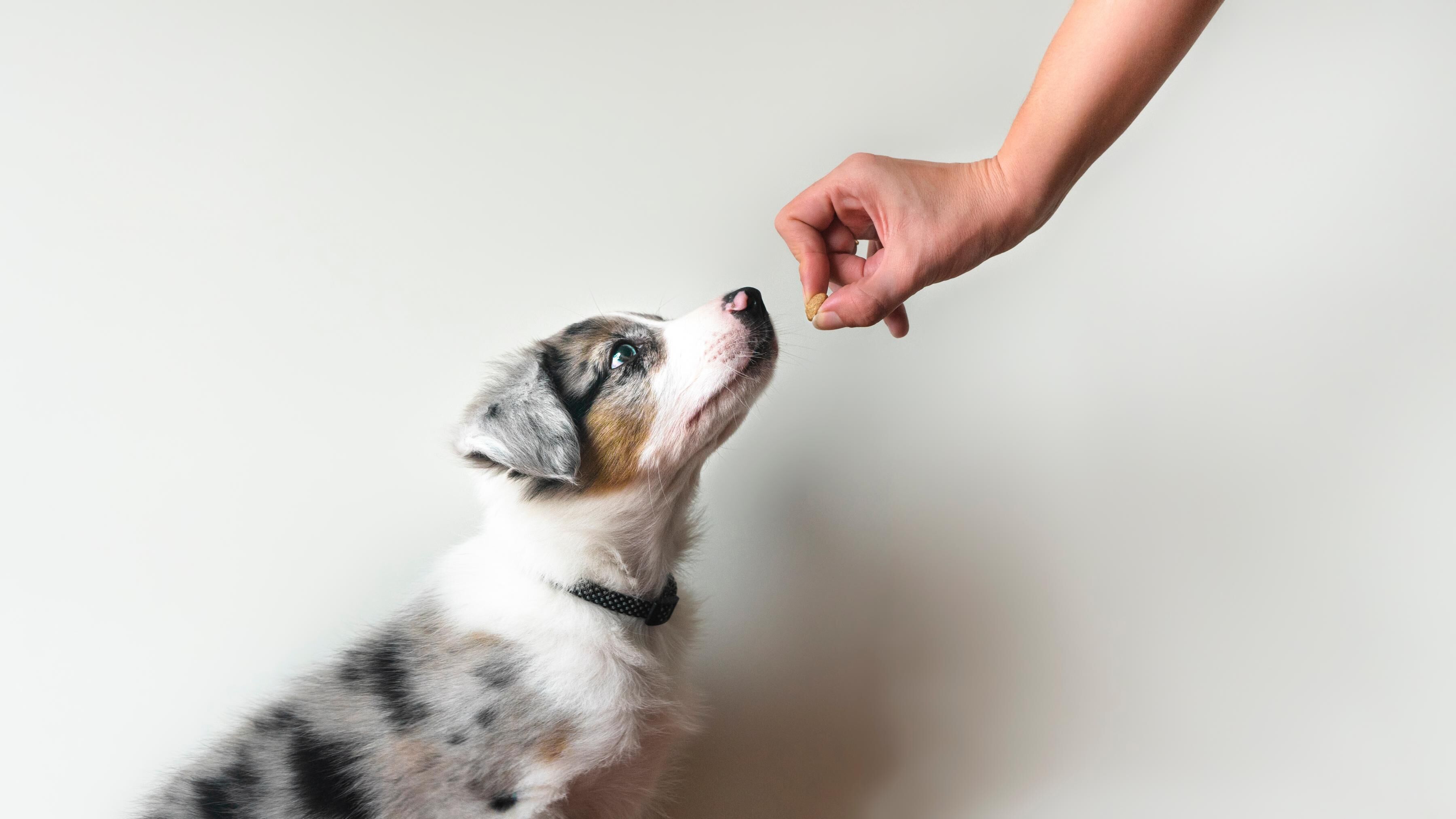 你有足夠的時間照顧幼犬嗎？