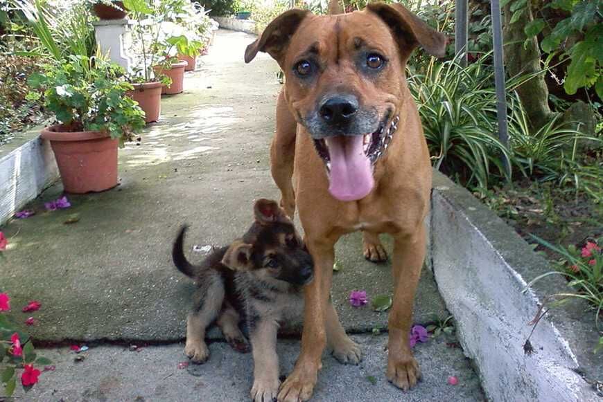幼犬與成犬的介紹方式