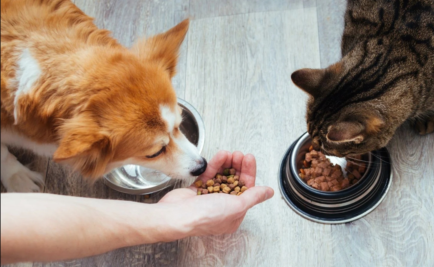 【換飼料攻略懶人包】4步驟讓毛小孩飲食轉換不出錯！