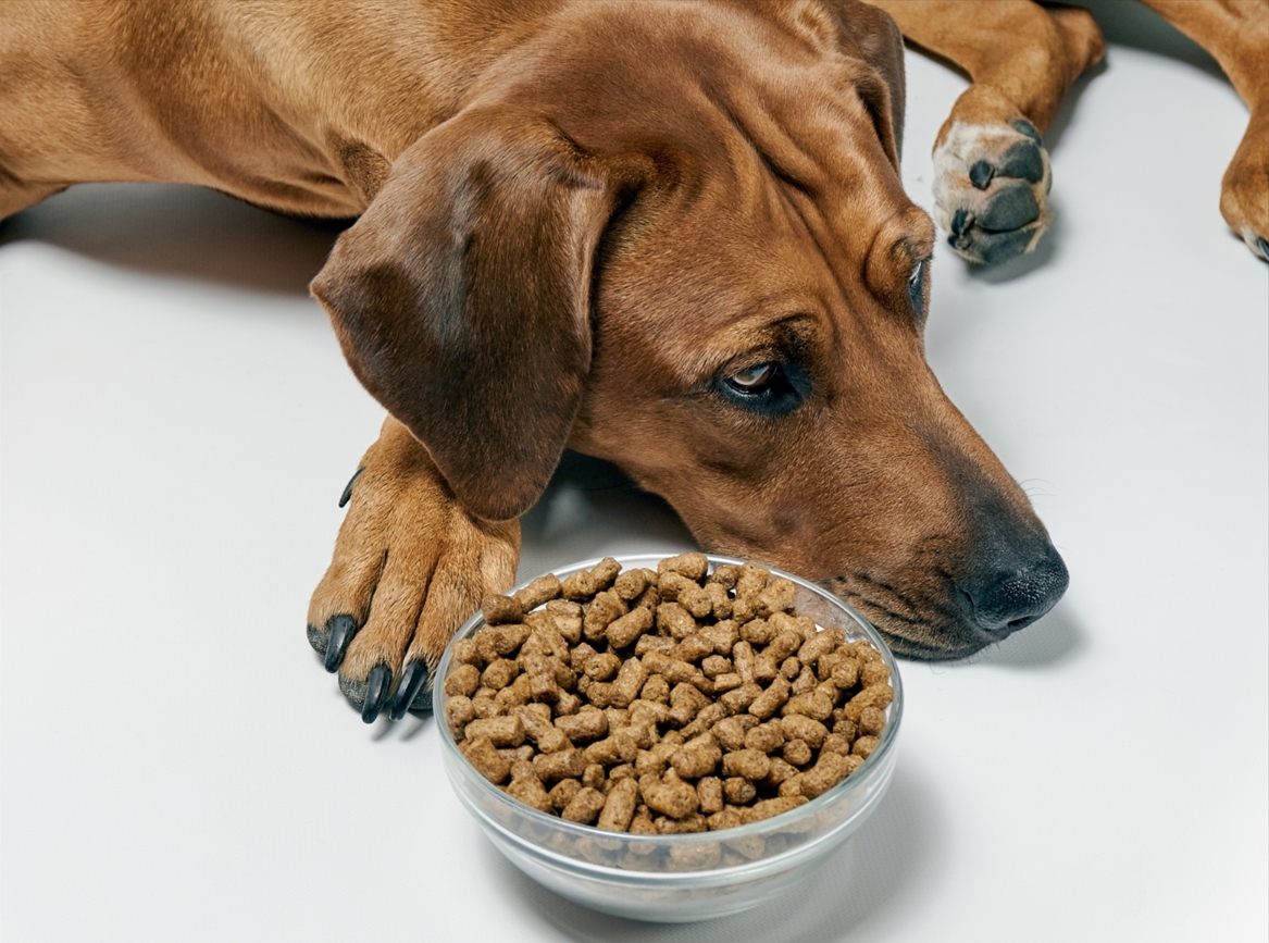 這6種情況表示：是時候換飼料了！