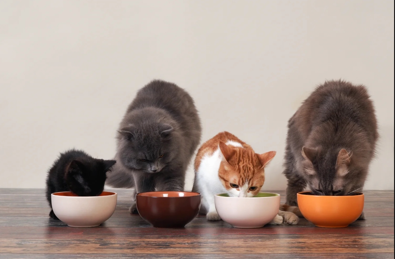 挑選飼料前先看這些重點