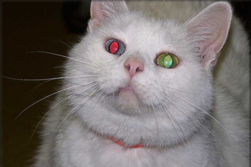 毛孩眼睛為何會在照片中發光？