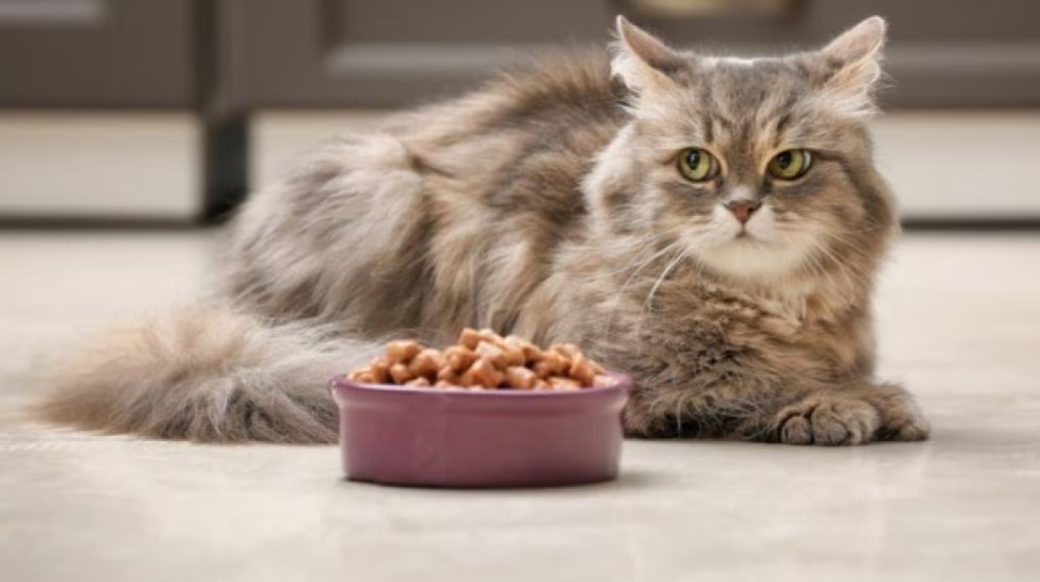 什麼情況下應該更換飼料？