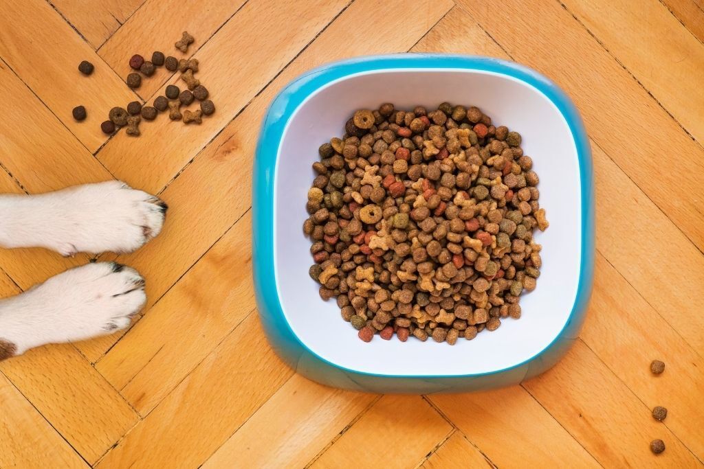 換食懶人包：狗狗換飼料不拉肚子的4步驟！