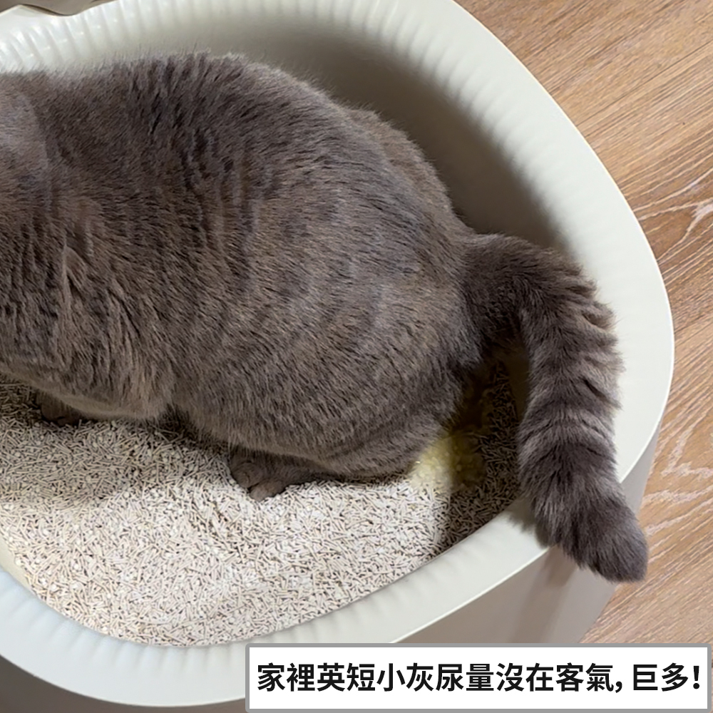 「步步清新」豆腐木薯混合貓砂實測：貓砂盆邊角尿塊凝結完整，不沾黏，展現木薯砂的凝結力