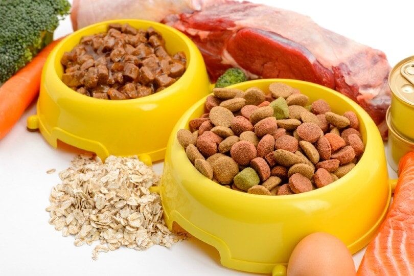 選擇適合的類型：乾飼料、罐頭或鮮食？