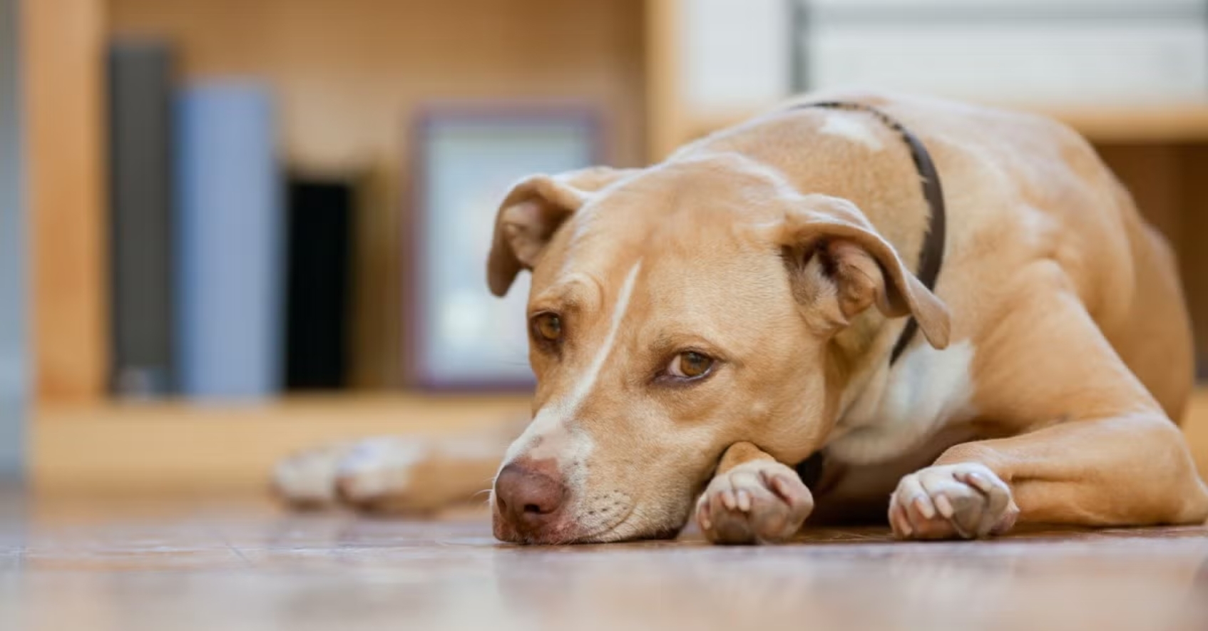 犬流感會很嚴重嗎？6大症狀與照護建議！
