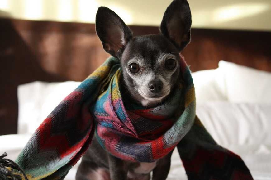 犬流感的預防與日常保養
