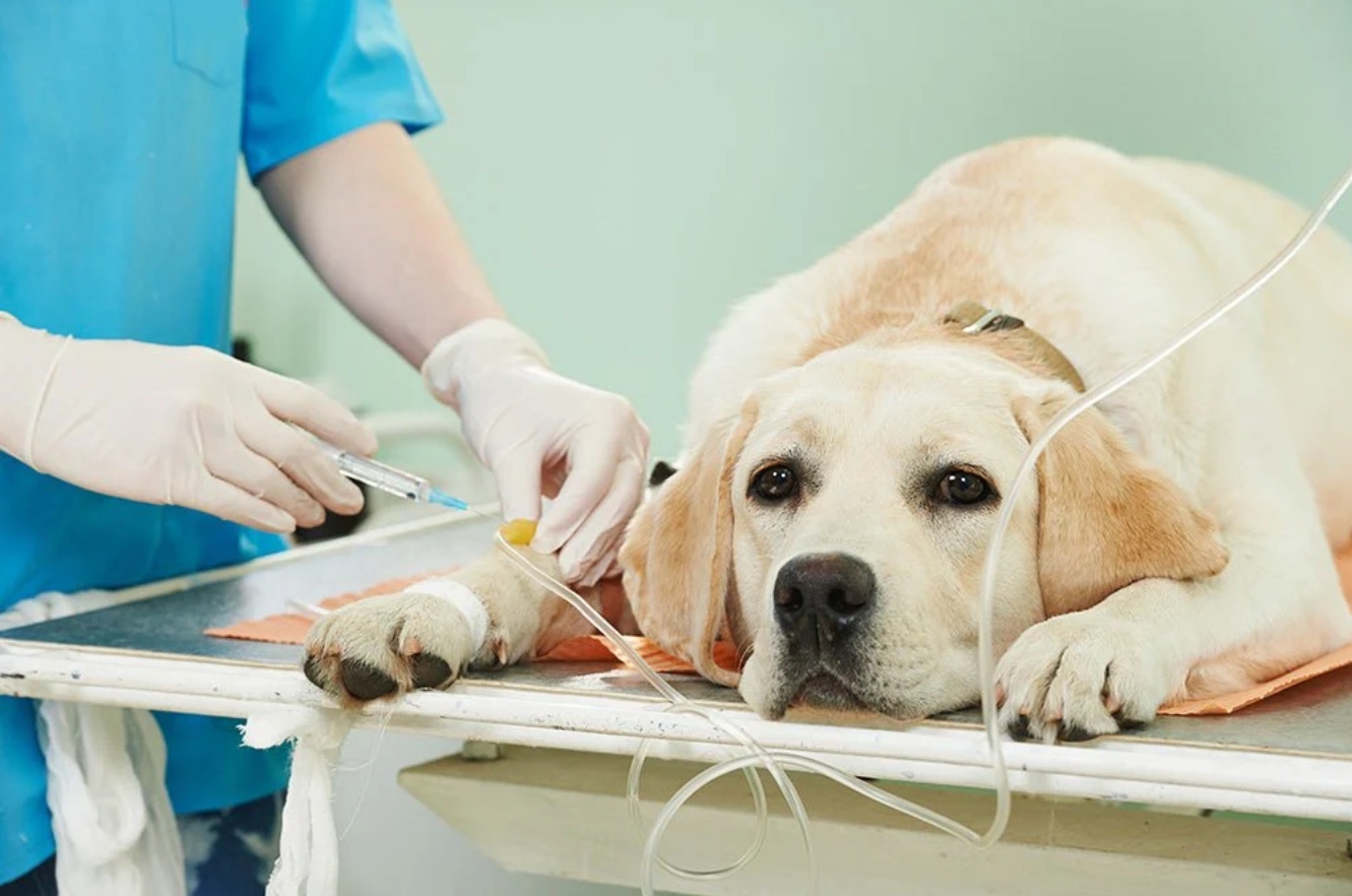 犬流感的治療方式