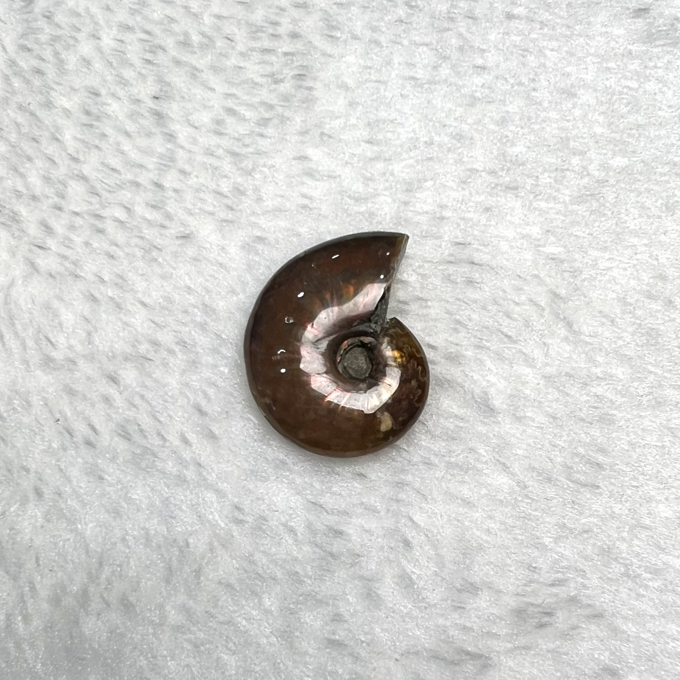 迷你斑彩螺 (2.5cm以下)  #H694-1