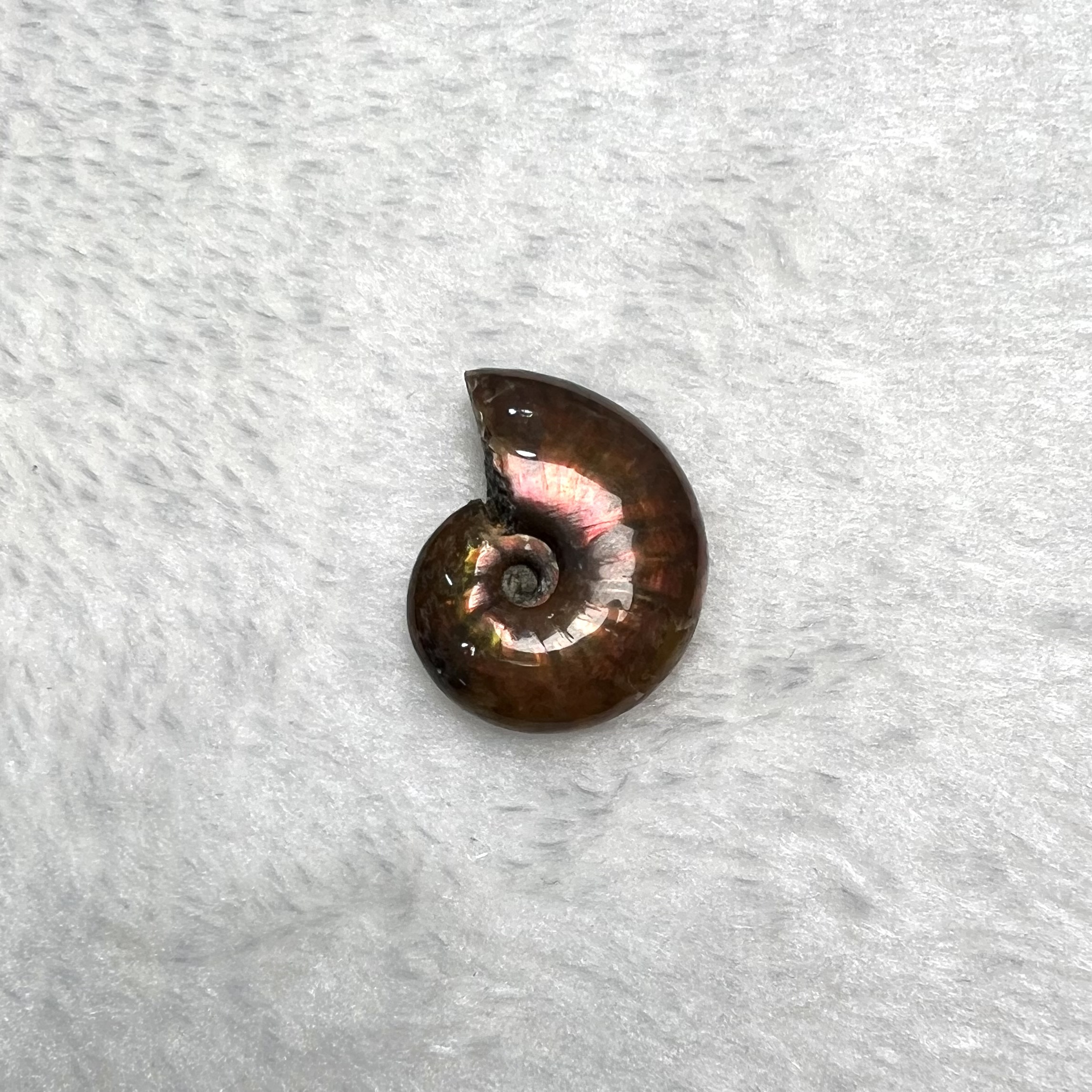 迷你斑彩螺 (2.5cm以下)  #H694-1