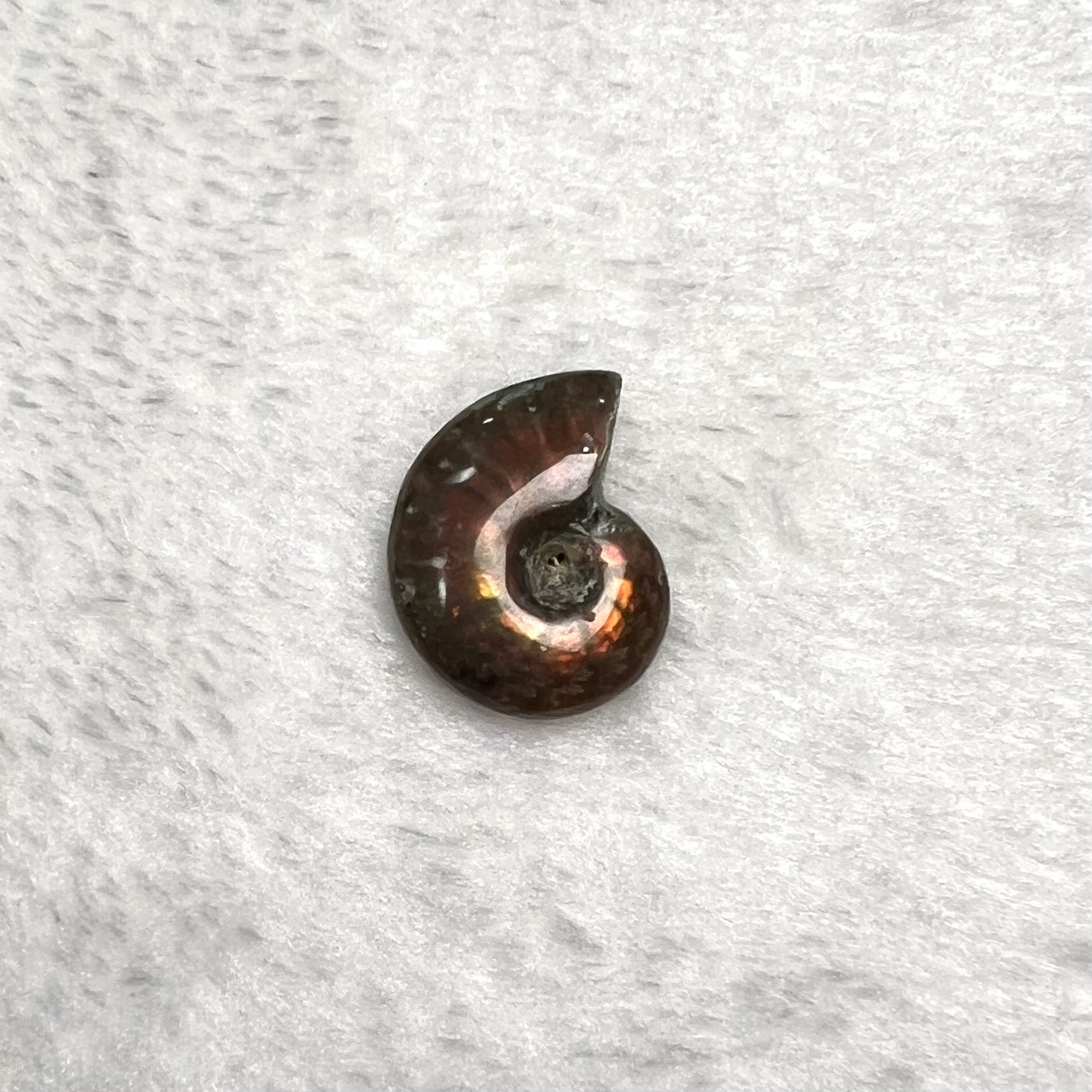 迷你斑彩螺 (2.5cm以下)  #H694-2